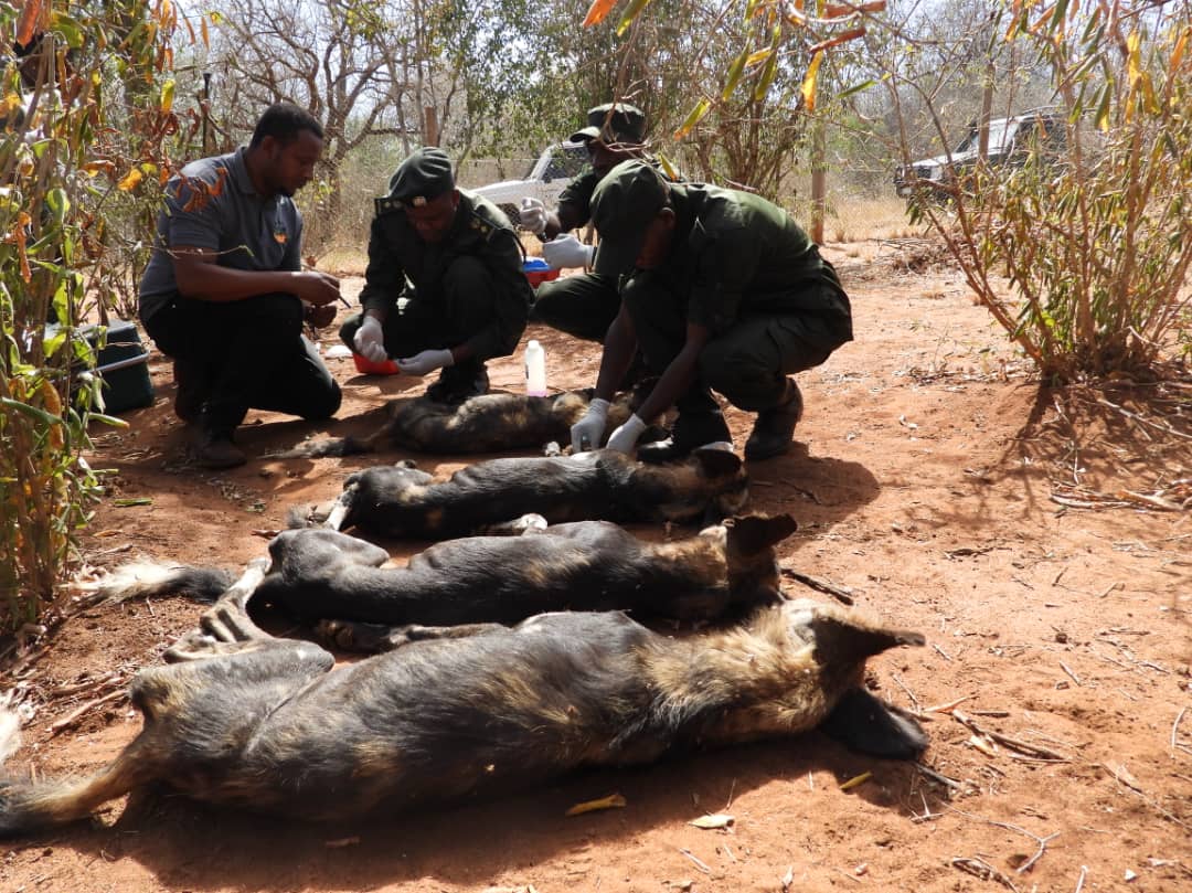 SERIKALI YAENDELEZA JITIHADA ZA KUREJESHA MBWA MWITU HIFADHI YA TAIFA SERENGETI