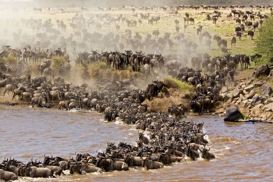 MATOKEO YA SENSA YANAONESHA IDADI YA NYUMBU IMEONGEZEKA